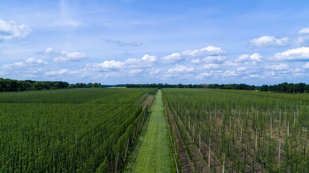 Hopfenfeld im Sommer. Reifer Hopfen ist bereit für die Ernte aus der Vogelperspektive.