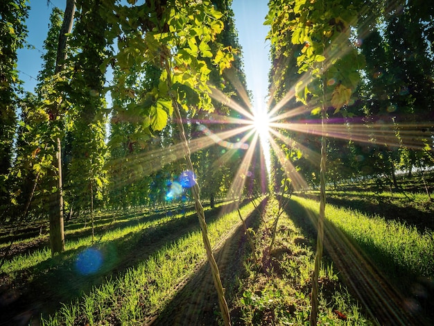 Hopfenfelder mit Sonnenstern zwischen den Hopfenfeldern