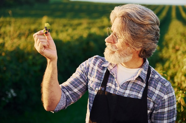 Hora de cosechar Hombre elegante senior con cabello gris y barba en el campo agrícola