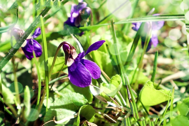 É hora das flores da primavera violetas roxas florescerem exuberantemente entre a primavera jovem grama vista lateral espaço para texto