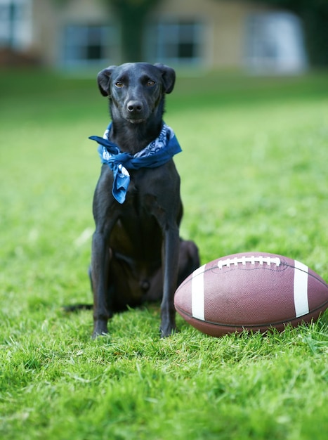 Hora de jugar Un canino negro sentado en un jardín con una pelota a su lado