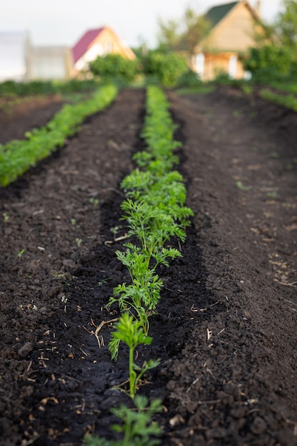 Horário de verão. cultivo de cenouras na fazenda.