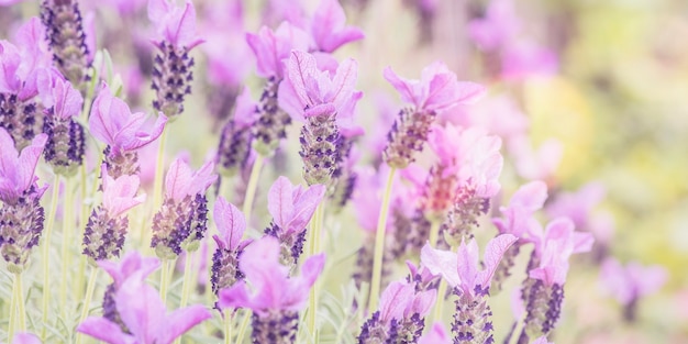 Horário de verão. lavanda florescendo em um campo