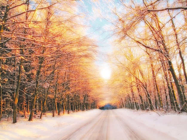 Horario de invierno en la naturaleza Una foto de árboles de invierno al atardecer