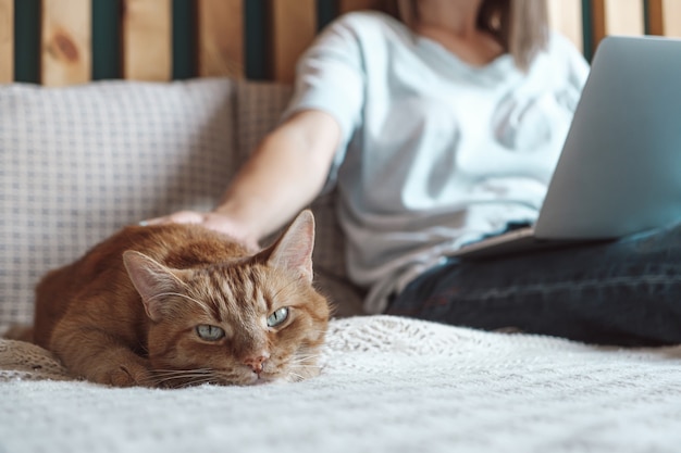 Horas flexibles y trabajo remoto, gato doméstico yace en la cama, mujer usando laptop para trabajar, acostado en el dormitorio, en casa