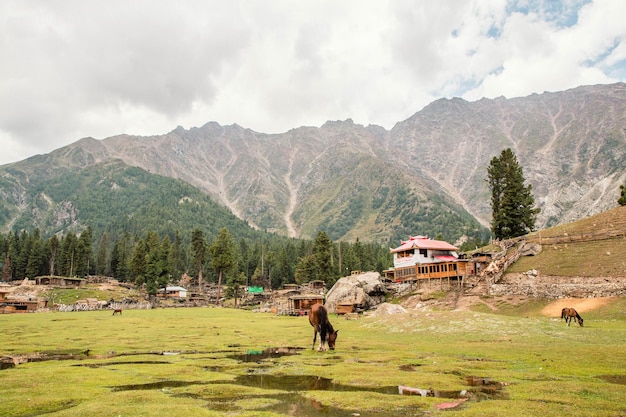 Horas pastan en los pastos Fairy Meadows Nanga Parbat Mountains View Point