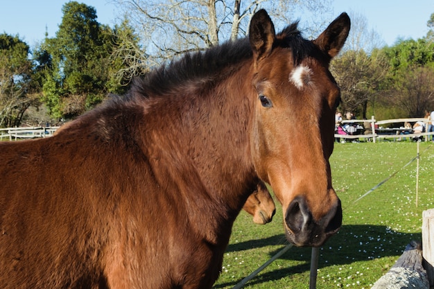 Hore starrte die Kamera in einem Bauernhof an