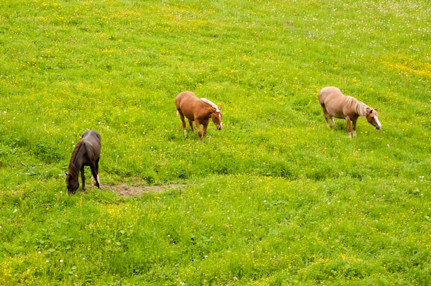 Los Hores en el pasto