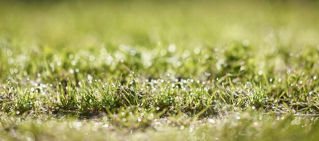 Foto horizontale aufnahme von grünem gras mit tautropfen vordergrund und hintergrund in unschärfe foto mit bokeh