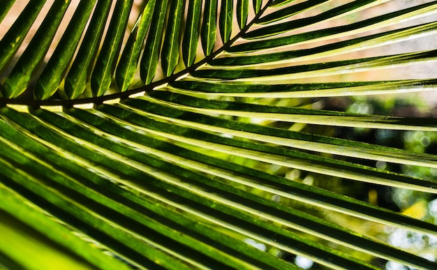 horizontale lebendige, lebendige grüne Palmblatt-Bokeh-Hintergrundkulisse