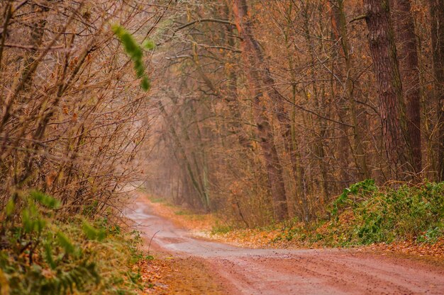 Horizontale schöne Herbstlandschaft mit leerer Landstraße