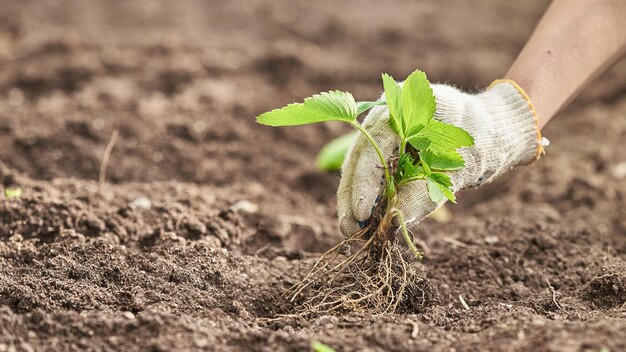 Foto horizontaler handschuss in gartenhandschuhpflanzen ein erdbeerbusch foto mit kopierraum