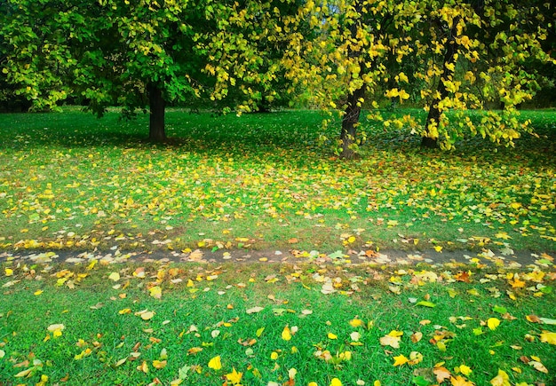 Horizontaler Herbstwaldweg-Landschaftshintergrund