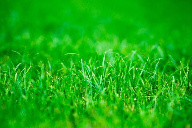 Horizontaler lebendiger grüner zentrierter Gras-Bokeh-Hintergrund