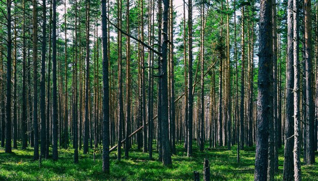 Horizontaler lebendiger symmetrischer Waldholzzusammensetzungshintergrundhintergrund