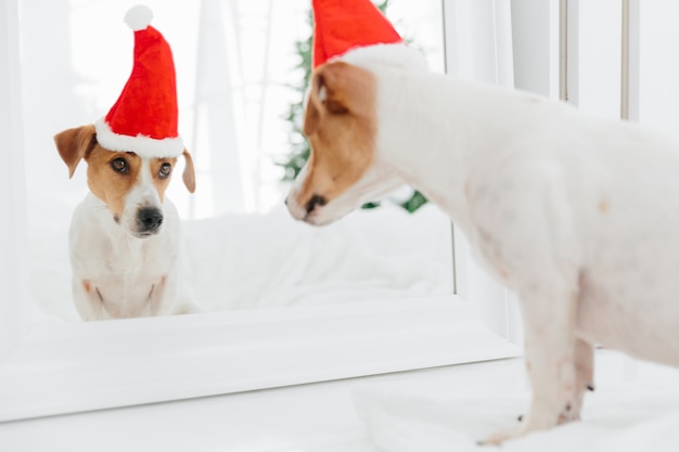Horizontaler Schuss des Stammbaumhundes betrachtet im Spiegel selbst, trägt roten Sant Claus, erwartet für Weihnachten oder. Urlaubsattribute