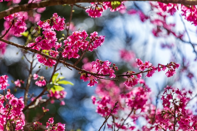 Horizontales Banner mit Sakura-Blüten in rosa Farbe auf sonnigem Hintergrund Schöner Naturfrühlingshintergrund