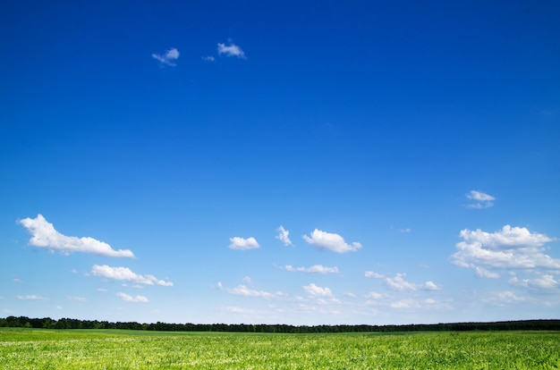 Horizonte de campo y cielo azul