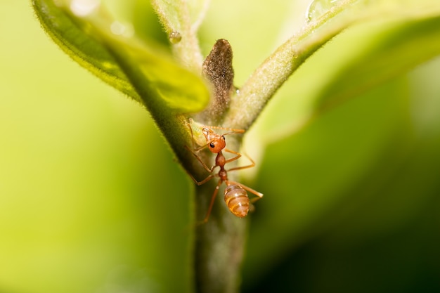 Hormiga en el árbol.