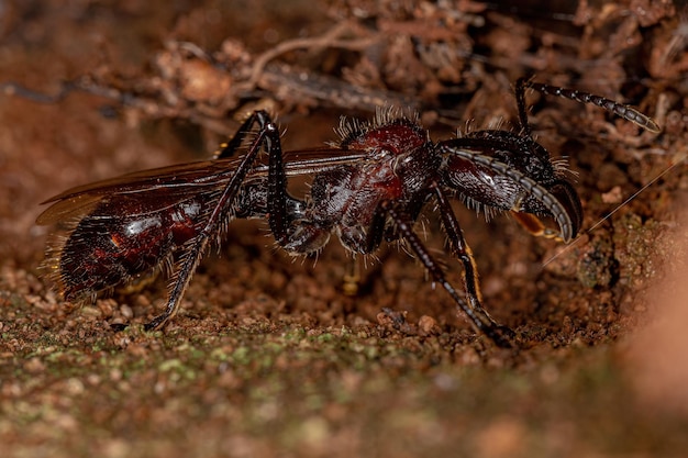 Hormiga Bala Adulta Reina de la especie Paraponera clavata