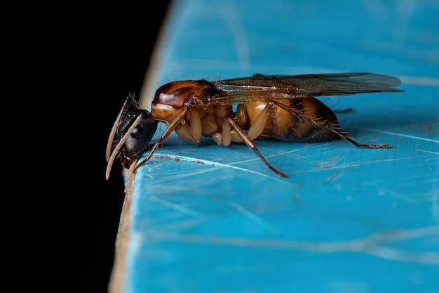 Hormiga carpintera adulta del género Camponotus