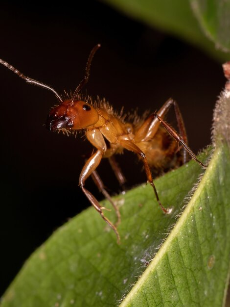 Hormiga carpintera adulta del género Camponotus