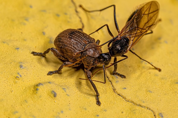 Hormiga carpintera alada macho adulto y un verdadero gorgojo adulto