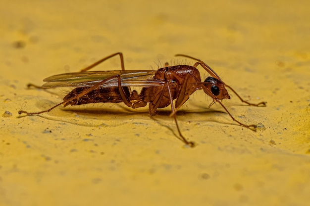 Hormiga carpintera alada macho adulto