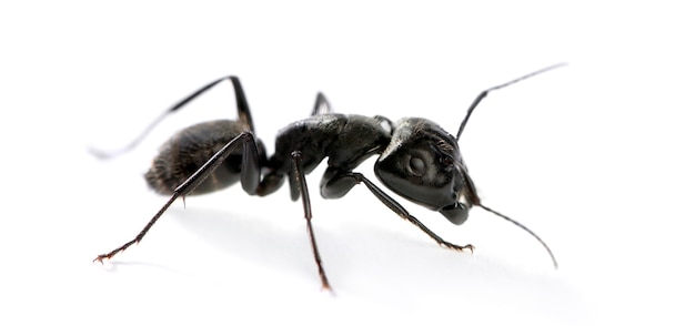 Hormiga carpintera, Camponotus vagus