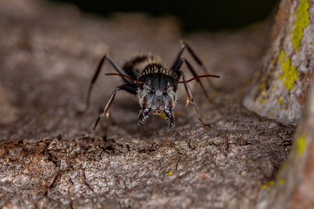 Hormiga carpintera hembra adulta del género Camponotus