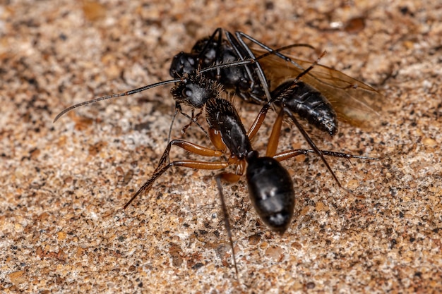 Hormiga carpintera hembra adulta del género Camponotus