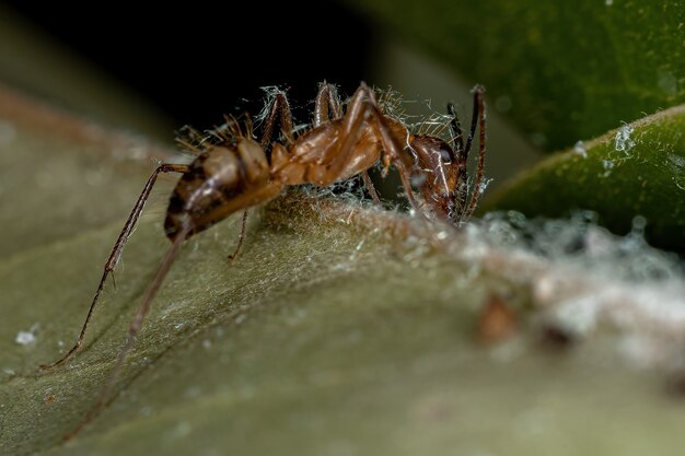 Hormiga carpintera hembra adulta del género Camponotus