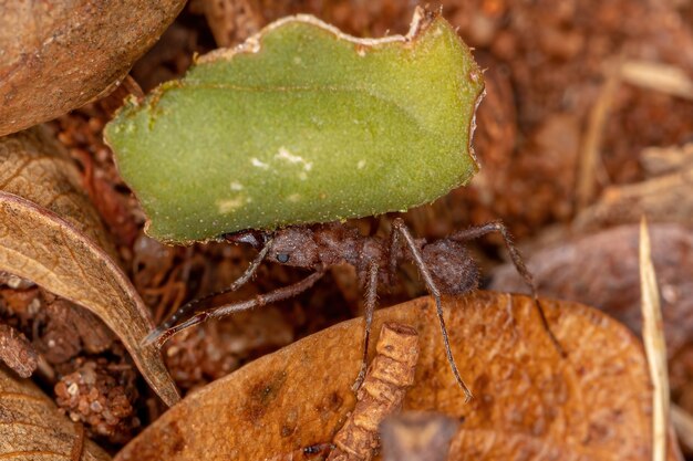 Hormiga cortadora de hojas Acromyrmex adulta del género Acromyrmex