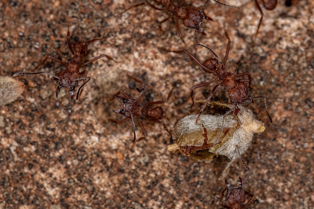 Hormiga cortadora de hojas Acromyrmex adulta del género Acromyrmex