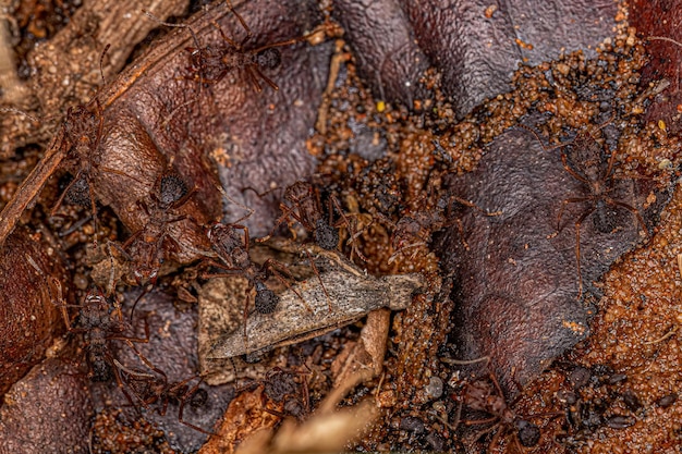 Hormiga cortadora de hojas Acromyrmex adulta