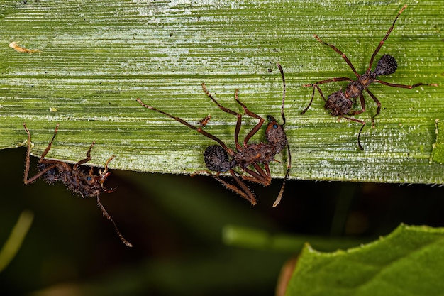 Hormiga cortadora de hojas Acromyrmex adulta