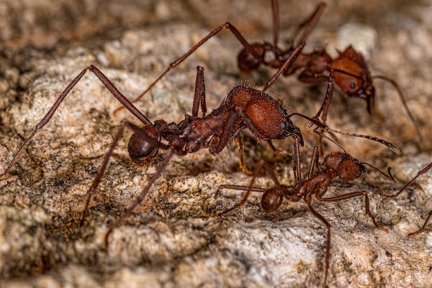 Hormiga cortadora de hojas Atta adulta