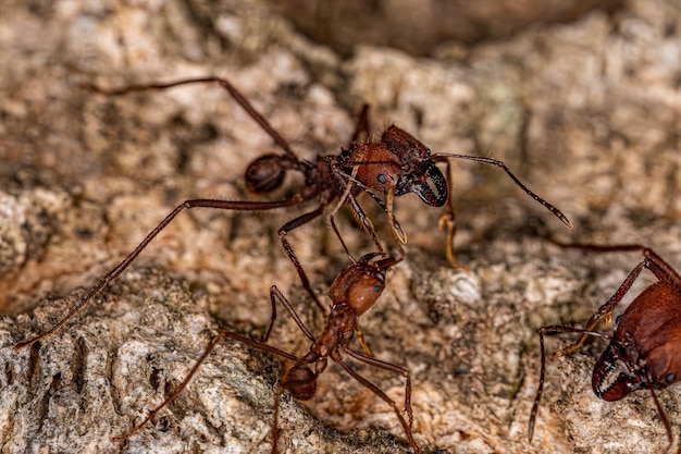 Hormiga cortadora de hojas Atta adulta