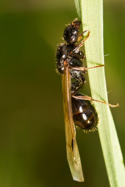 Hormiga Cosechadora (Messor barbarus)