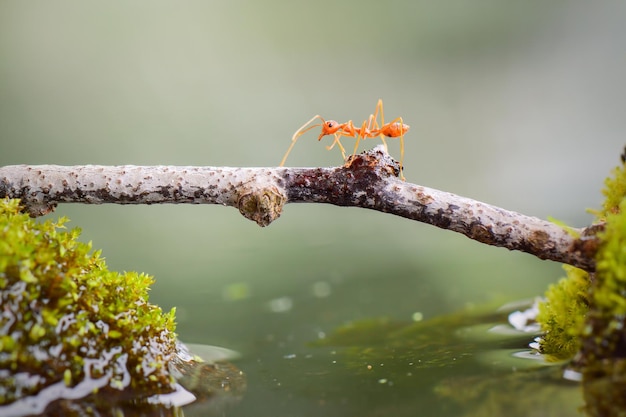 hormiga cruzando el agua