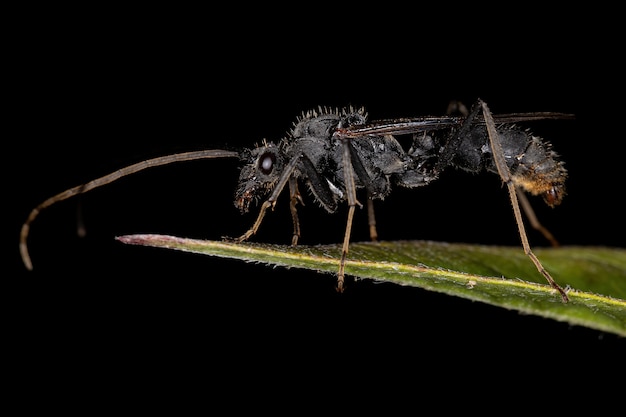Hormiga ectatommina macho alada adulta del género Ectatomma