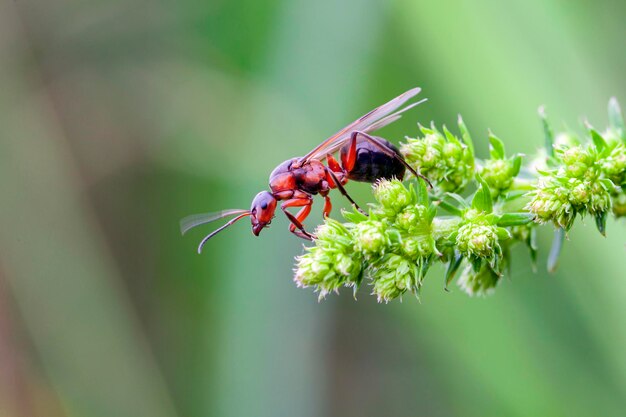 La hormiga en la escala macro sobre un fondo verde. Hermosas mandíbulas fuertes de primer plano de hormiga roja..