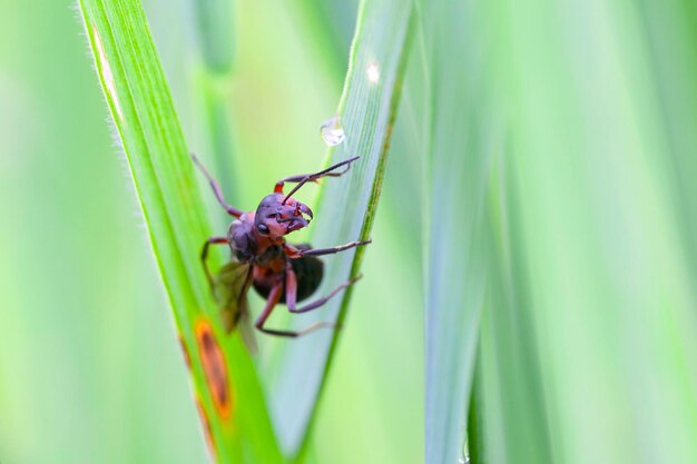 La hormiga en la escala macro sobre un fondo verde. Hermosas mandíbulas fuertes de primer plano de hormiga roja..