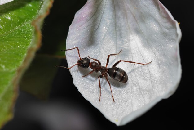 hormiga en flor