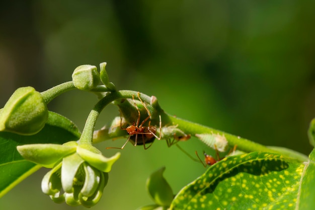 Una hormiga en flores de capullo de cananga odorata