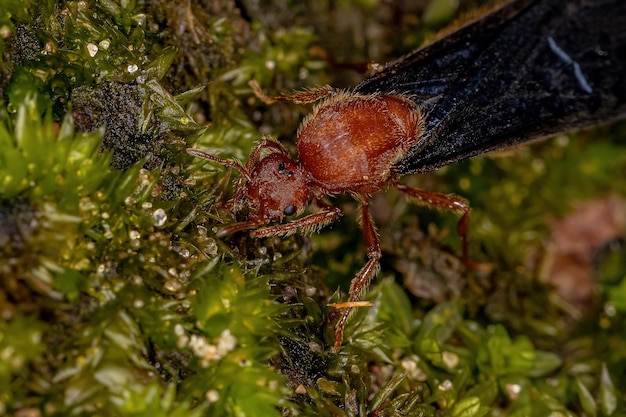 Hormiga de fuego adulta del género Solenopsis