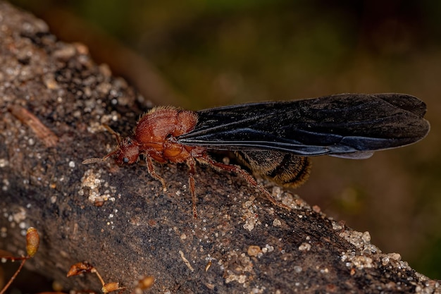 Hormiga de fuego adulta del género Solenopsis