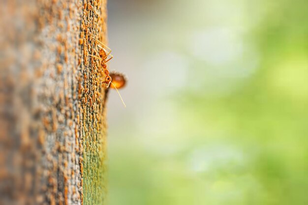 Foto la hormiga de fuego en la rama en la selección de la naturaleza se centra sólo en algunos puntos de la imagen
