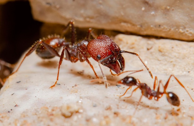 Foto hormiga gigante