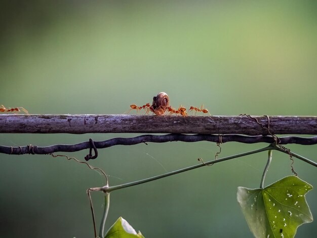 Foto una hormiga grande está sobre un palo en una cerca y la otra hormiga está sobre una rama.